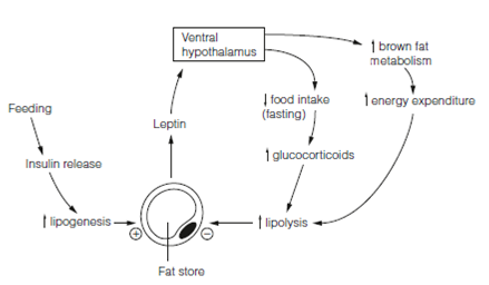 2219_Short-term satiety signals.png